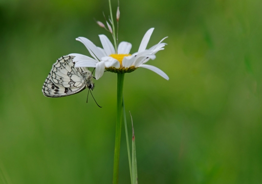 2020-11-26 / charlysouho
Chalysouho dans [Macro et proxiphotographie nature]

