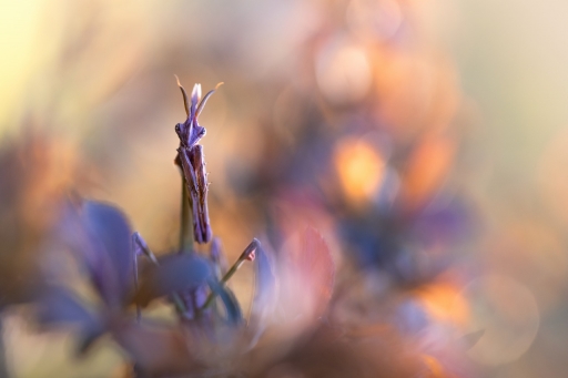 2021-04-01 / donlope01
donlope01 dans [Macro et proxiphotographie nature]
