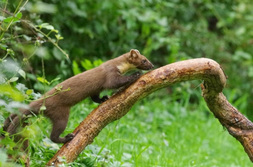 2021-09-16 / Papy57
Papy57 dans [Faune sauvage] 
