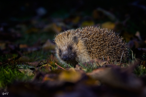 2020-02-13 / CarpoDingo
CarpoDingo dans [Faune sauvage] 
