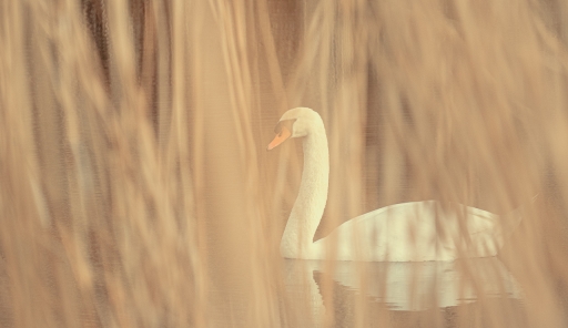 2021-17-04 / TOFTOF
TOFTOF dans [Faune sauvage]
