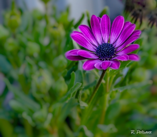 2021-04-24 / einstein1976
einstein1976 dans [Flore et Botanique]
