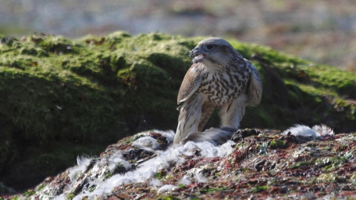 2021-12-24 / papa
papa dans [Faune sauvage] 
