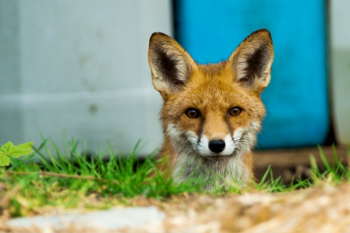 2020-03-21/Hermès
Hermès dans [Faune sauvage] 
