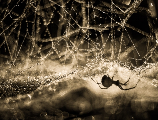 2019-11-07 / olilignan
olilignan dans [ Macro et proxiphotographie nature ]
