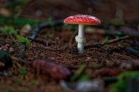 Nom du fichier=K5x2Ib-IMGP4223-DxO.jpg
Taille du fichier=450Ko
Dimensions : 1024x683
Ajouté le : 28 Novembre 2019 K5x2Ib-IMGP4223-DxO.jpg