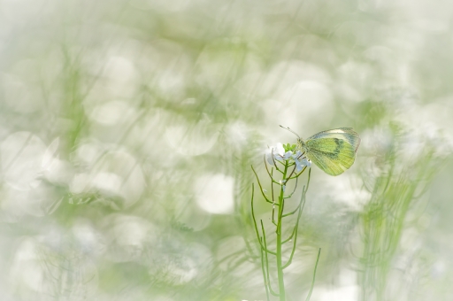 2020-03-25 /  olilignan 
olilignan dans Macro et proxiphotographie nature
