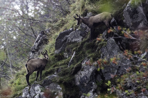 2020-09-11 / ducatst2
ducatst2 [Faune sauvage]
