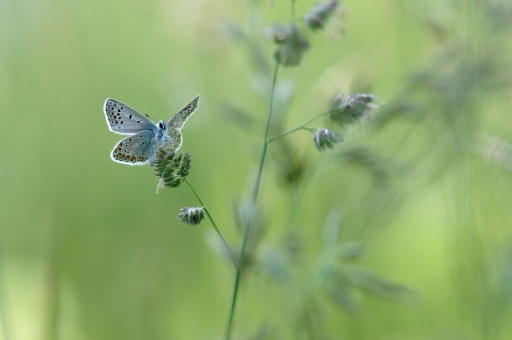 2021-07-22 / charlysouho
charlysouho [Macro et proxiphotographie nature]
