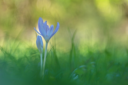 2021-09-24 / Opus21
Opus21 [Flore et botanique]
