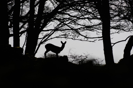2021-11-18 / Mitoufle
Mitoufle [Vos séries]
