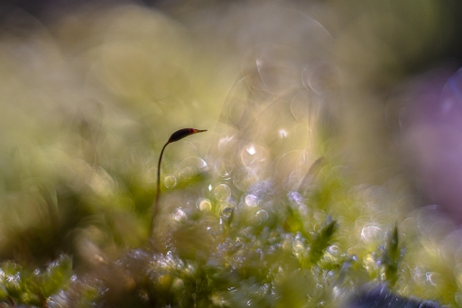 2022-01-13 / Opus21
Opus21 [Macro et proxiphotographie nature]
