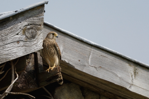 2022-05-06 / charlysouho
charlysouho [Faune sauvage]
