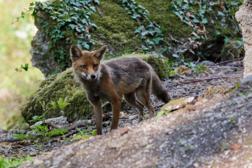 2022-08-19 / charlysouho
charlysouho [Faune sauvage]
