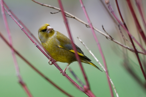 2023-03-24 / charlysouho
charlysouho [Faune sauvage]
