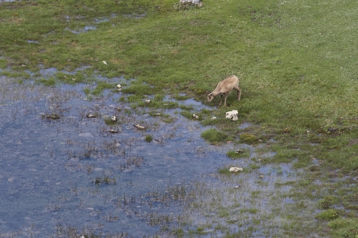 2023-07-07 / Vinhug
Vinhug [Faune sauvage]
