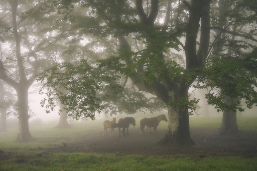 2023-08-18 / vinhug
vinhug [Animaux domestiques ou captifs]
