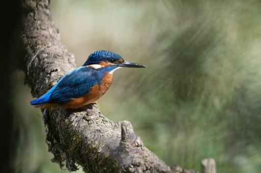 2023-09-15 / charlysouho
charlysouho [Faune sauvage]
