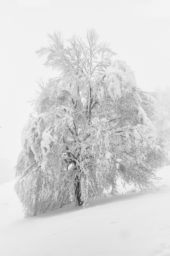 2024-01-12 / vinhug
vinhug [Paysages et éléments naturels]
