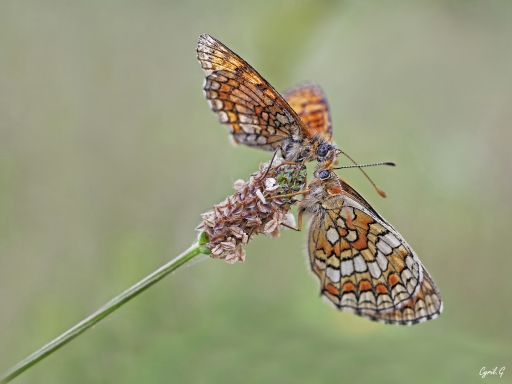 2020-04-17 / CarpoDingo
CarpoDingo dans [Macro et proxiphotographie nature]
