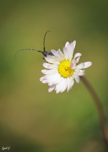2020-05-14/CarpoDingo
CarpoDingo dans  [Macro et proxiphotographie nature]
