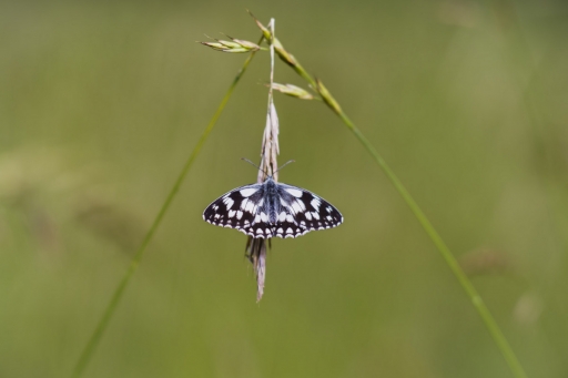 2020-06-29 / Opus21
Opus21 dans Macro et proxyphotographie nature
