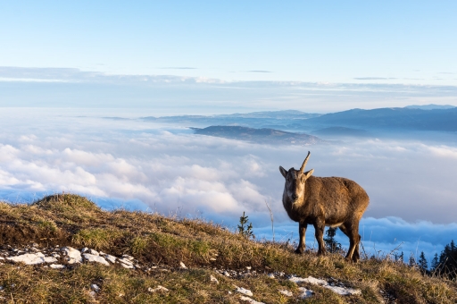 2020-12-04 / ASM
ASM [Faune sauvage]
