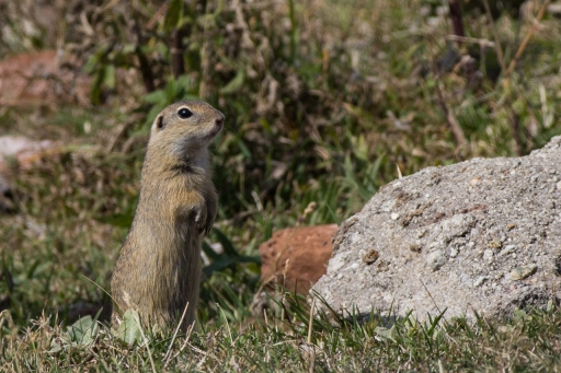 2021-11-04 / ASM
ASM [Faune sauvage]
