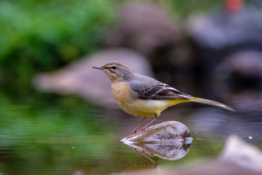 2022-09-23 / Electro35
Electro35 [Faune sauvage]
