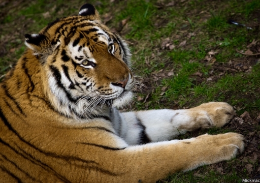 2020 - 02 - 19 / Mickmac
Mickmac dans Animaux domestiques ou captifs
