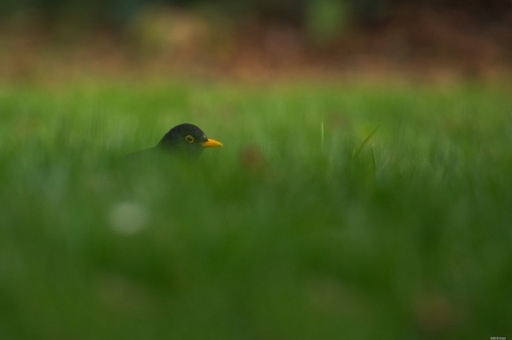 2023--2/17 / Mickmac
Mickmac [Faune sauvage]
