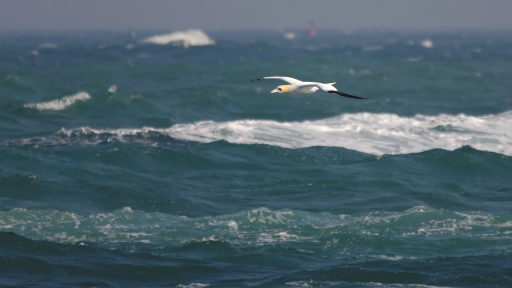 2022-04-01 / papa
papa [Faune sauvage]
