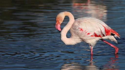 2022-11-11 / papa
papa [Faune sauvage]
