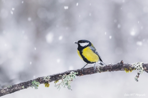 2021-06-09 / CarpoDingo
CarpoDingo [Faune sauvage]
