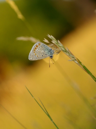 2022-07-29 / papy57
papy57 [Macro et proxiphotographie nature]
