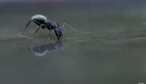 2020-08-09 / Mickmac
Mickmac dans Macro et proxiphotographie nature
