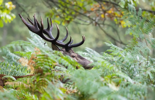 2020-09-17 / Hermès 
Hermès [Faune sauvage]
