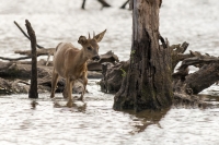 Nom du fichier=1024-IMG7364.jpg
Taille du fichier=475Ko
Dimensions : 1280x853
Ajouté le : 09 Juin 2022 1024-IMG7364.jpg