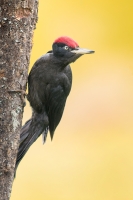 Nom du fichier=92_138_162_74-5ece8b8ba0482.jpg
Taille du fichier=456Ko
Dimensions : 854x1280
Ajouté le : 27 Mai 2020 92_138_162_74-5ece8b8ba0482.jpg