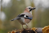 Nom du fichier=_k5m1112.jpg
Taille du fichier=205Ko
Dimensions : 1024x696
Ajouté le : 25 Janvier 2024 _k5m1112.jpg