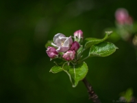 Nom du fichier=imgp6113.jpg
Taille du fichier=167Ko
Dimensions : 1024x768
Ajouté le : 11 Avril 2024 imgp6113.jpg