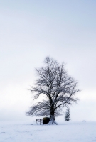 Nom du fichier=pp95Rb-arbre3.jpg
Taille du fichier=332Ko
Dimensions : 694x1024
Ajouté le : 21 Mars 2024 pp95Rb-arbre3.jpg